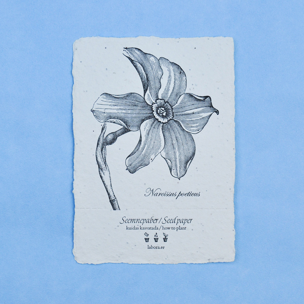 Seemnekaart “Narcissus poeticus”