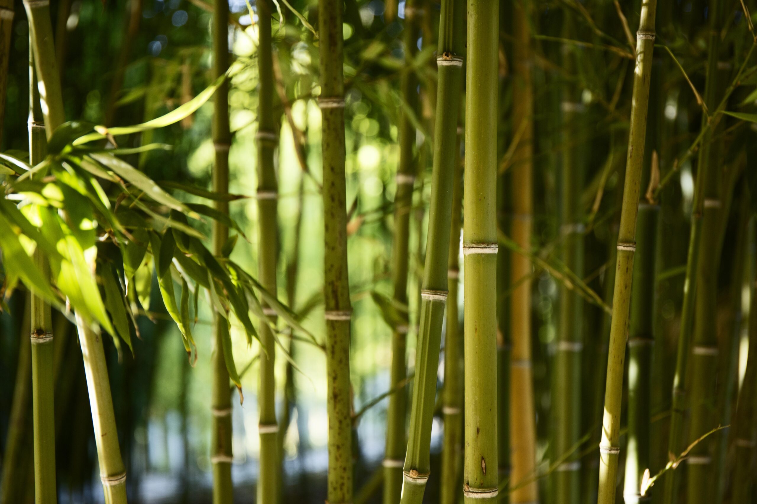 Kas bambusest valmistatud kangas on jätkusuutlik?