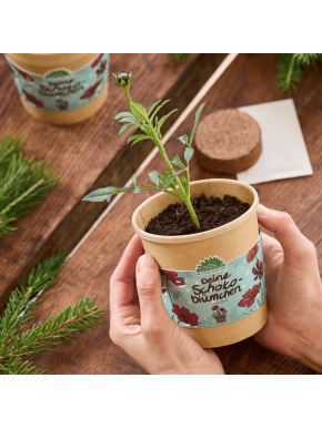 Šokolaadilille kasvatamise komplekt